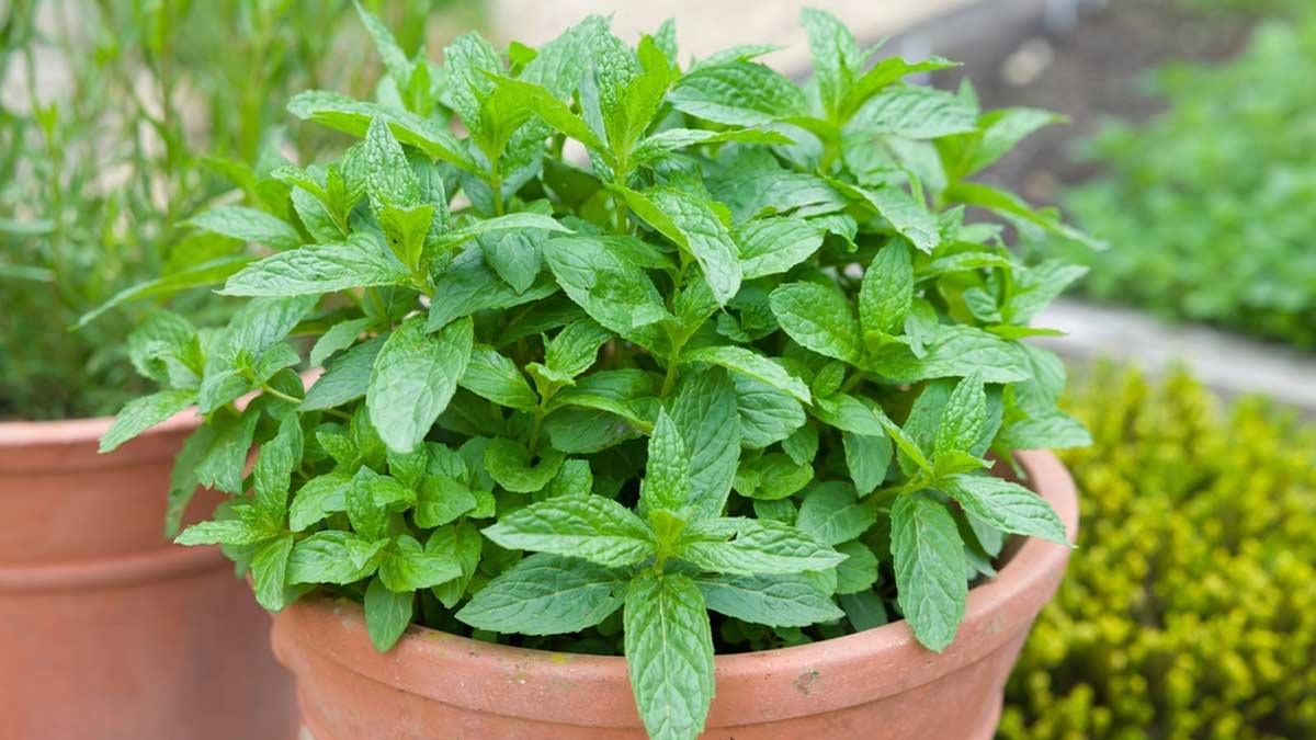 Mature Green Vietnamese Mint Plant with Glossy Leaves