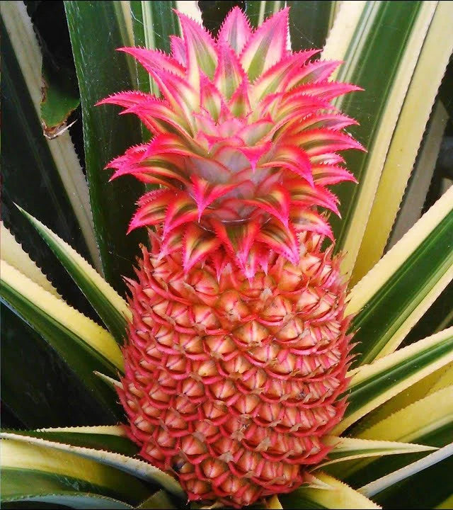 Red Pineapple Seeds for Easy Planting