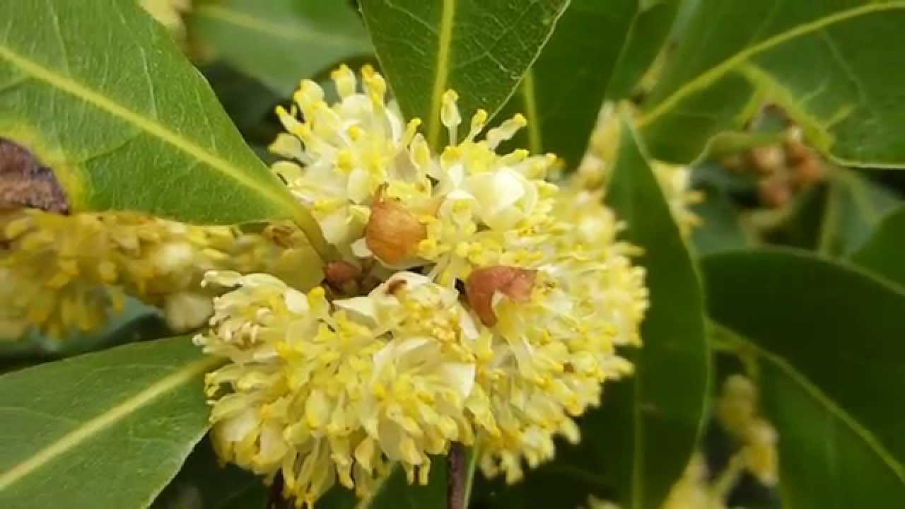 Laurus Nobilis Flower seeds for Planting - Sun Loving, Heirloom & GMO Free Seeds for Home Garden