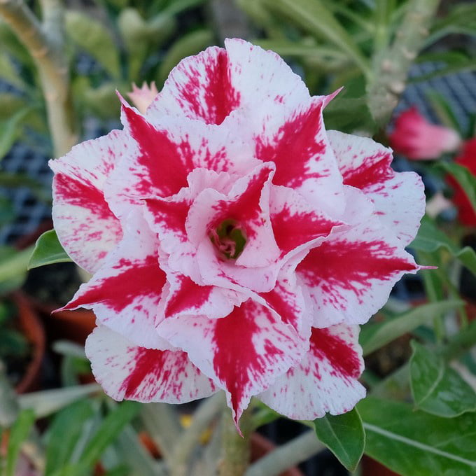Pink White Adenium Obesum Flower seeds blooming in flower beds, containers, borders, and pollinator-friendly gardens