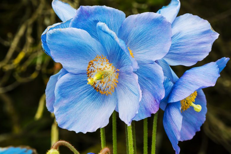 Fresh Meconopsis Flower seeds for Planting - Premium Quality, Heirloom & GMO Free Seeds for Home Garden