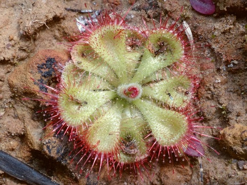 Pink Drosera Sundew Flower seeds for Planting - Bright Blooms, Heirloom & GMO Free Seeds for Home Garden