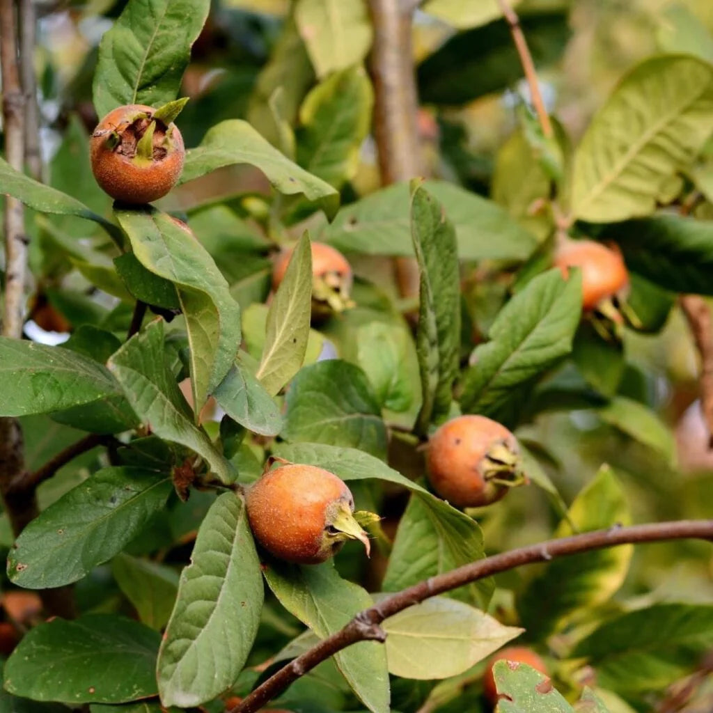 Brown Medlar Fruit Seeds for Planting Guide