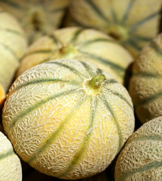 Charentais Melon Seeds for Planting - Sweet and Aromatic Summer Fruit