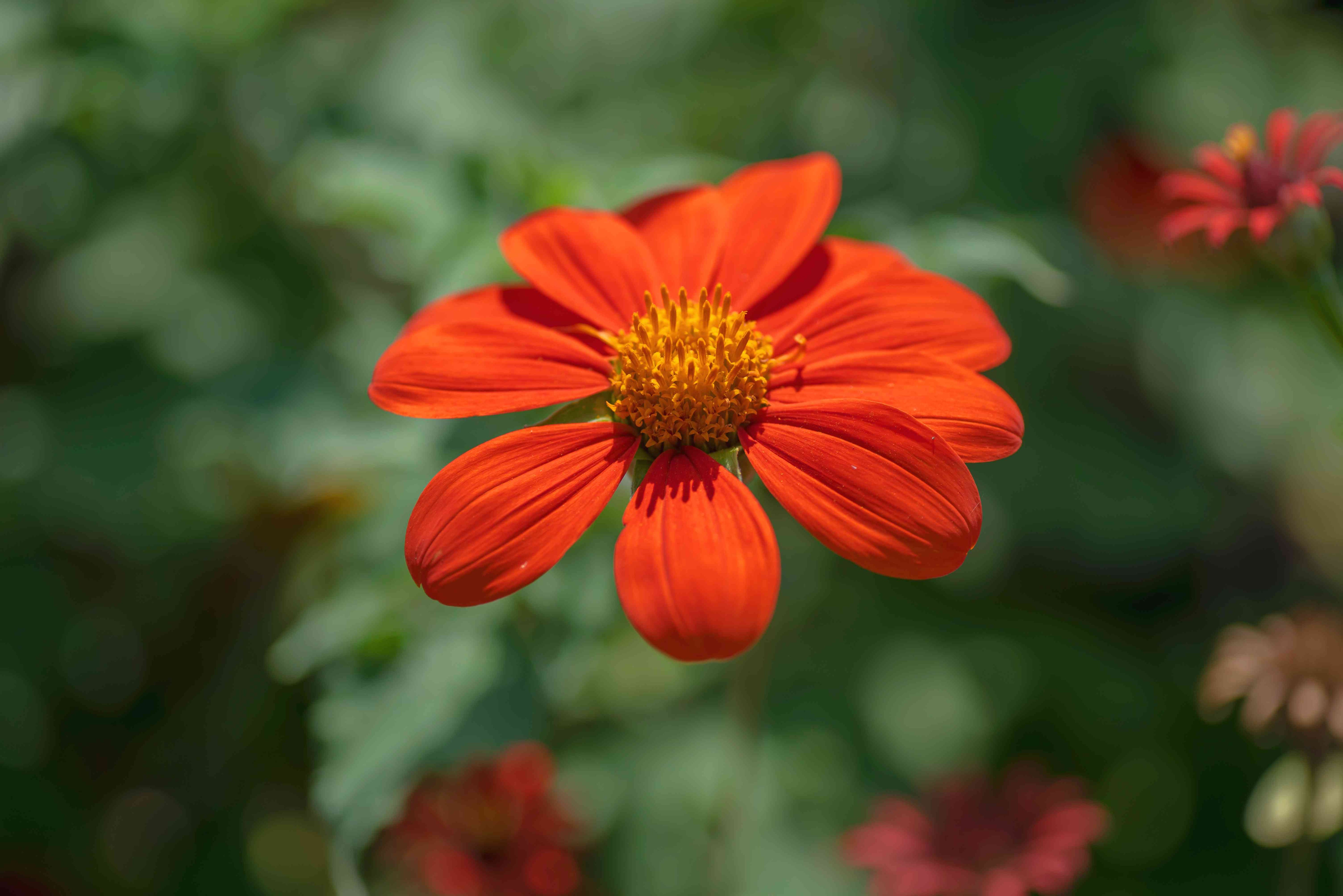 Orange Mexican Sunflower Planting Seeds - Bold Blooms