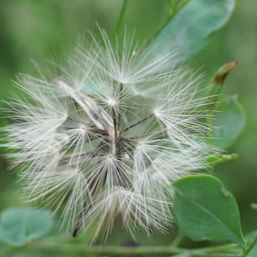Organic Papalo Herb Seeds – Traditional Porophyllum ruderale Variety