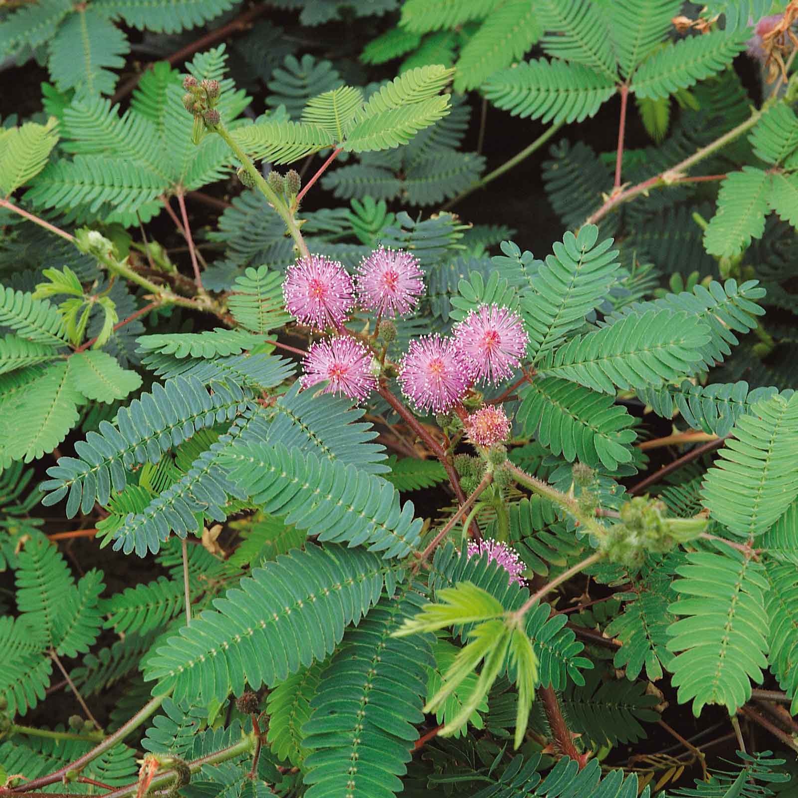 Mixed Mimosa Pudica Flower seeds for Planting - Vibrant Colors, Heirloom & GMO Free Seeds for Home Garden