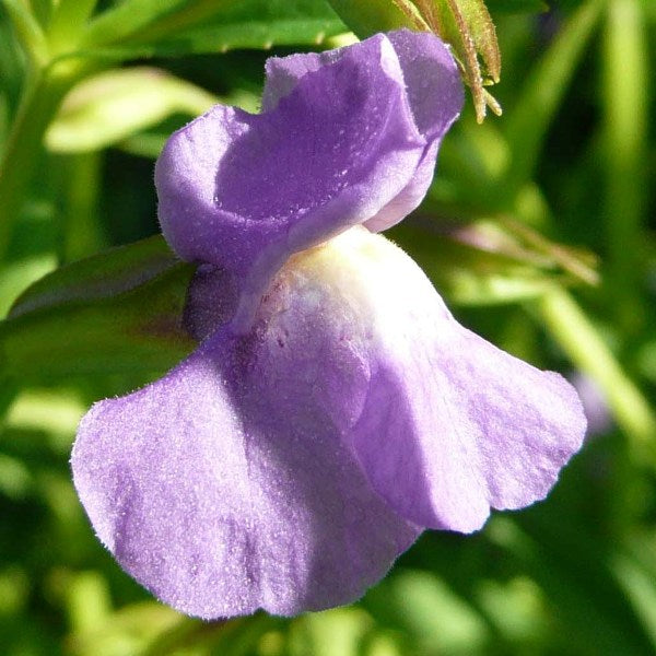 Heirloom Mimulus Ringens Flower seeds blooming in flower beds, containers, borders, and pollinator-friendly gardens