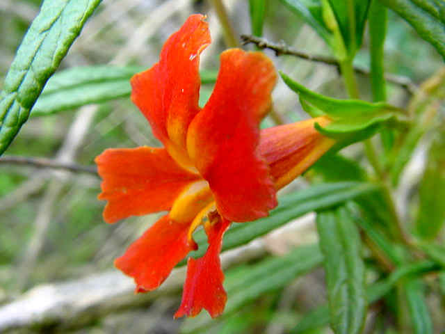 Red Monkey Flower seeds for Planting - Compact Growth, Heirloom & GMO Free Seeds for Home Garden