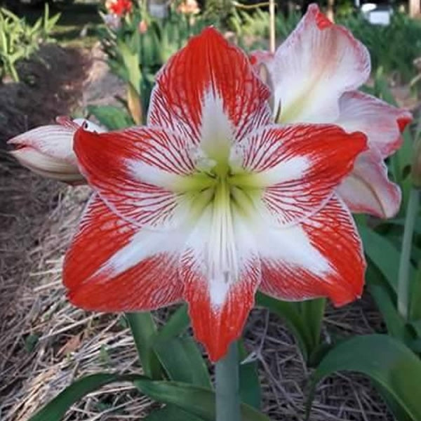 Light Red White Amaryllis Flower Seeds for Planting Fragrant Blossoms Heirloom & GMO Free Seeds for Home Garden
Sale