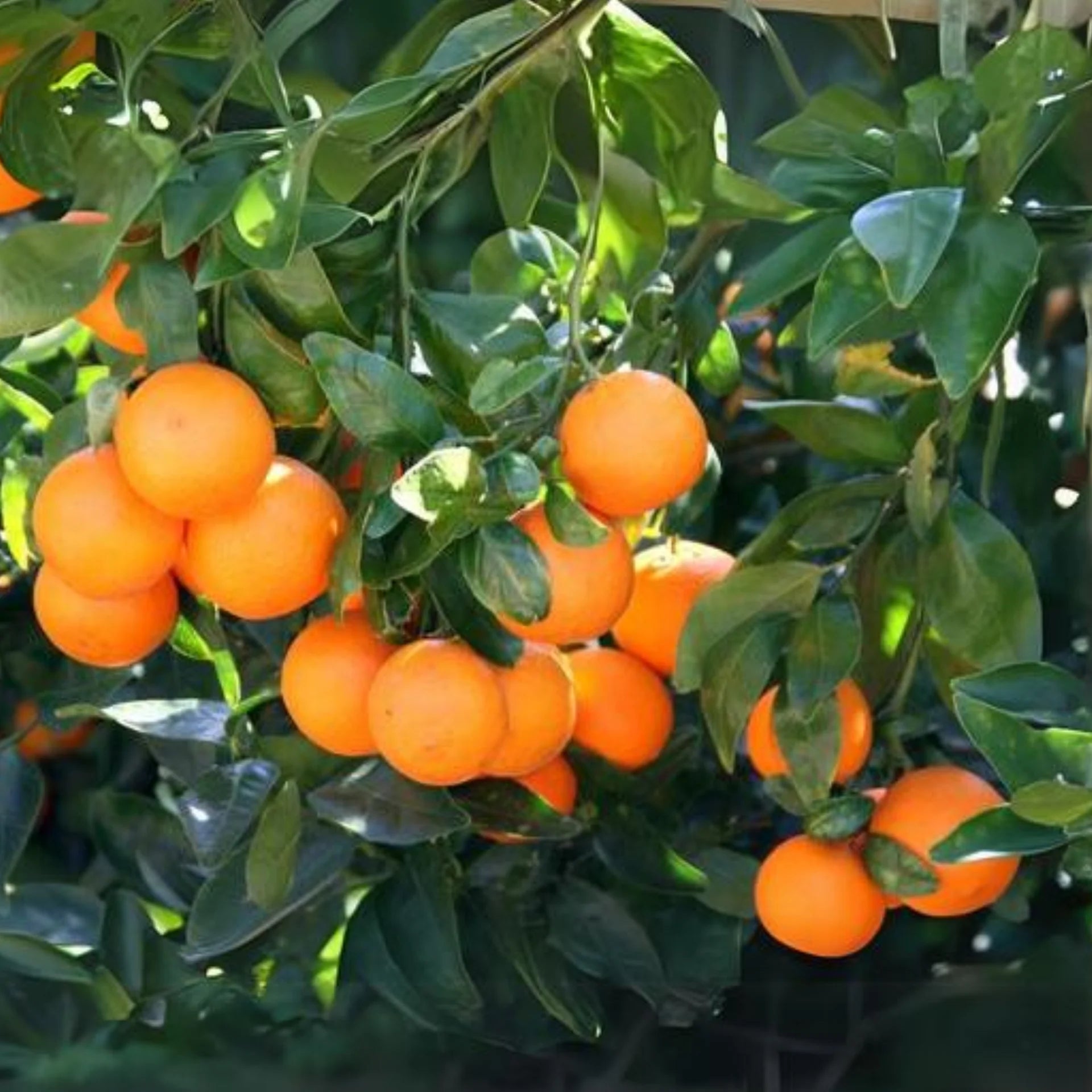 Tangerine Fruit Seeds for Easy Planting Homegrown Citrus Delight