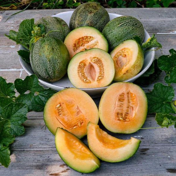 Blue Minnesota Melon Seeds for Planting