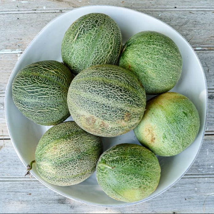 Blue Minnesota Melon Seeds for Planting
