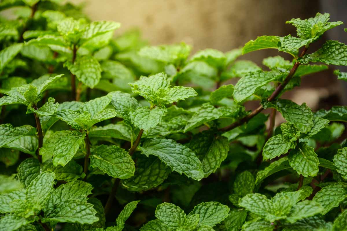 Mint Plant Seeds Germinating in Moist Soil