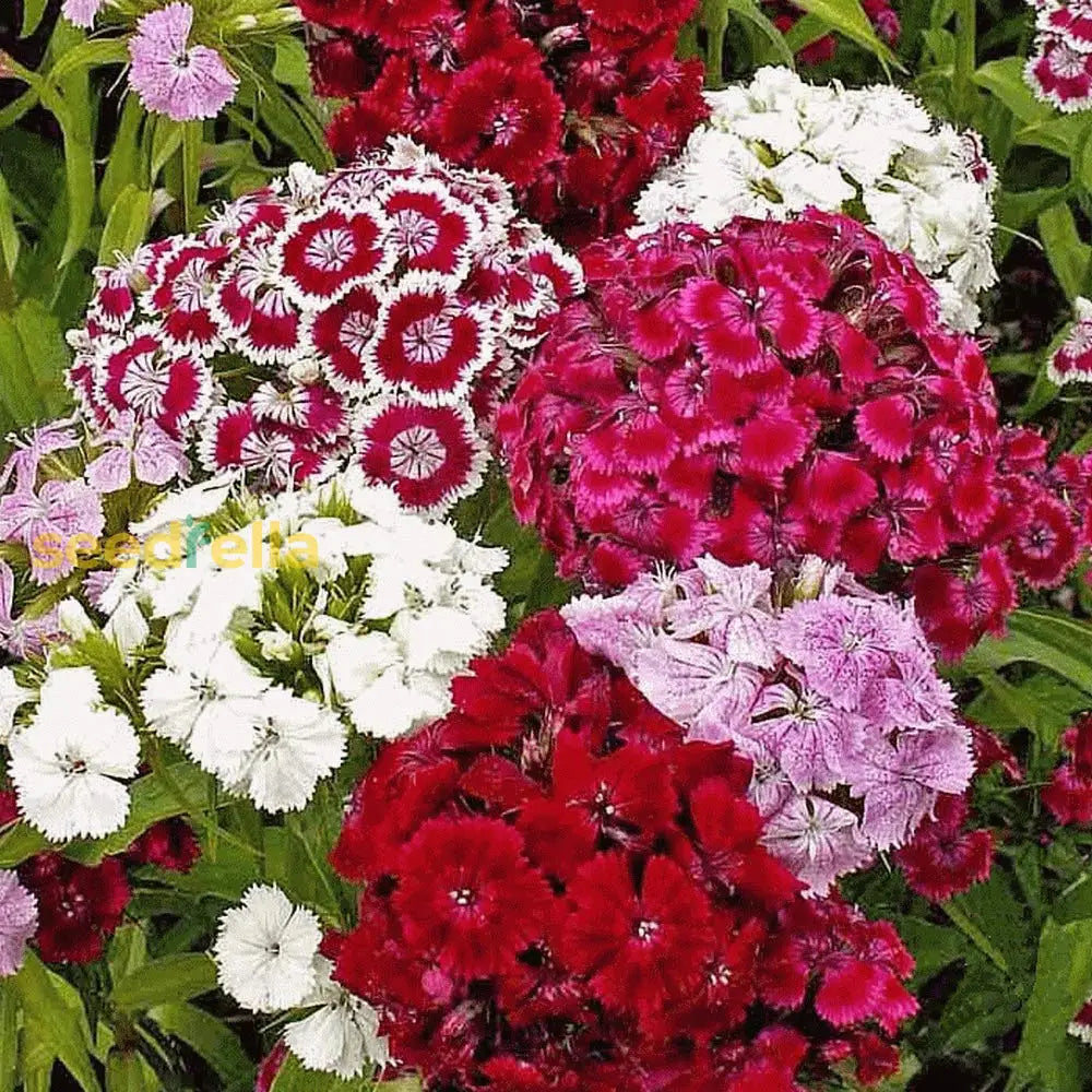 Mixed Barbatus Flower Seeds For Vibrant Planting