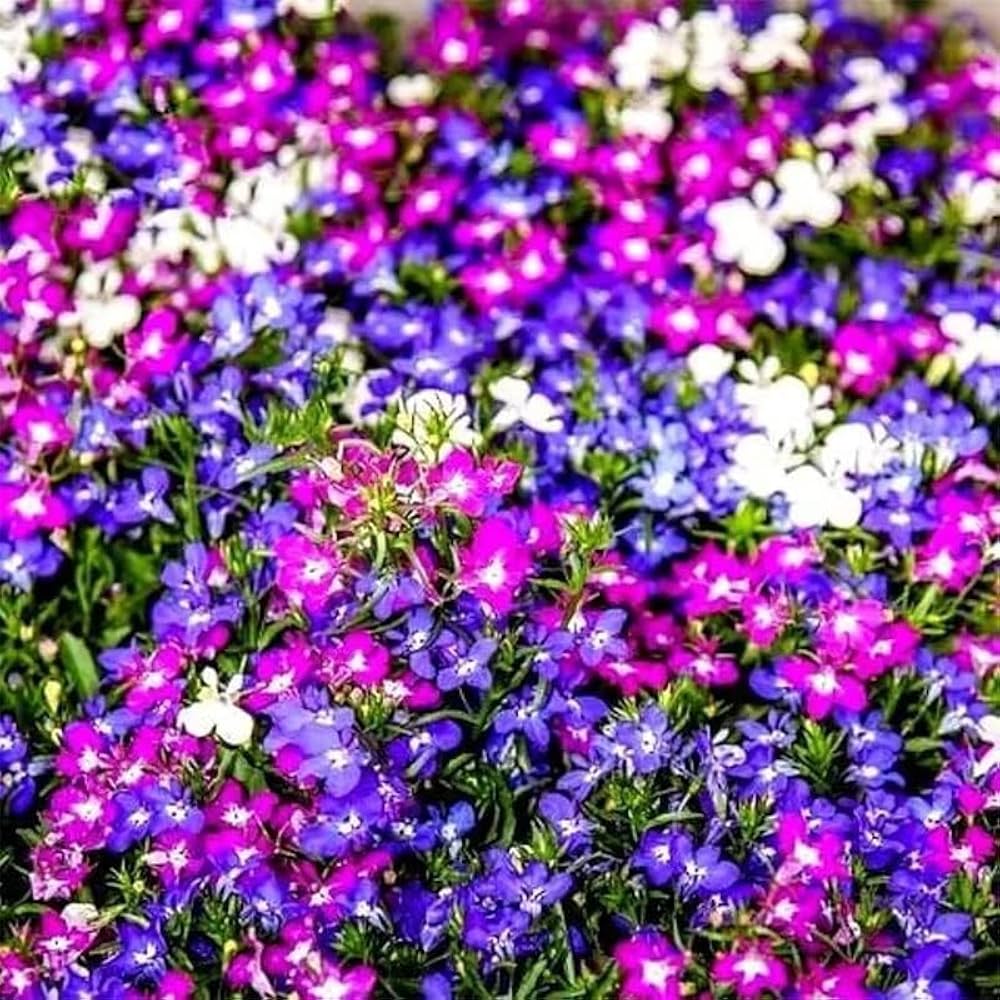 Mixed Cascade Flower Seeds
