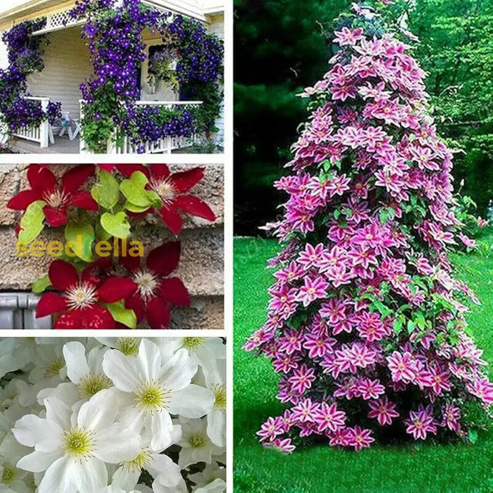 Mixed Clematis Flower Seeds For Planting - Enhance Your Garden’s Vertical Beauty