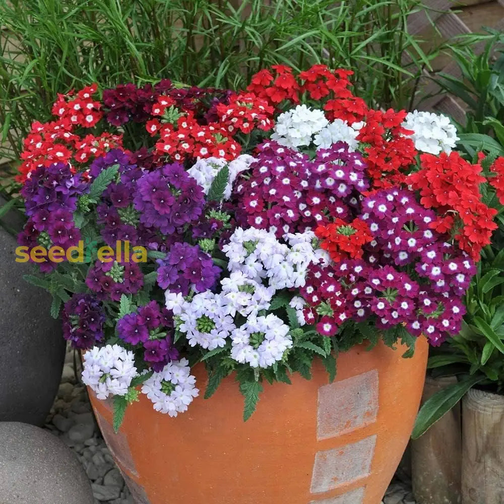 Mixed-Color Verbena Flower Seeds For Planting