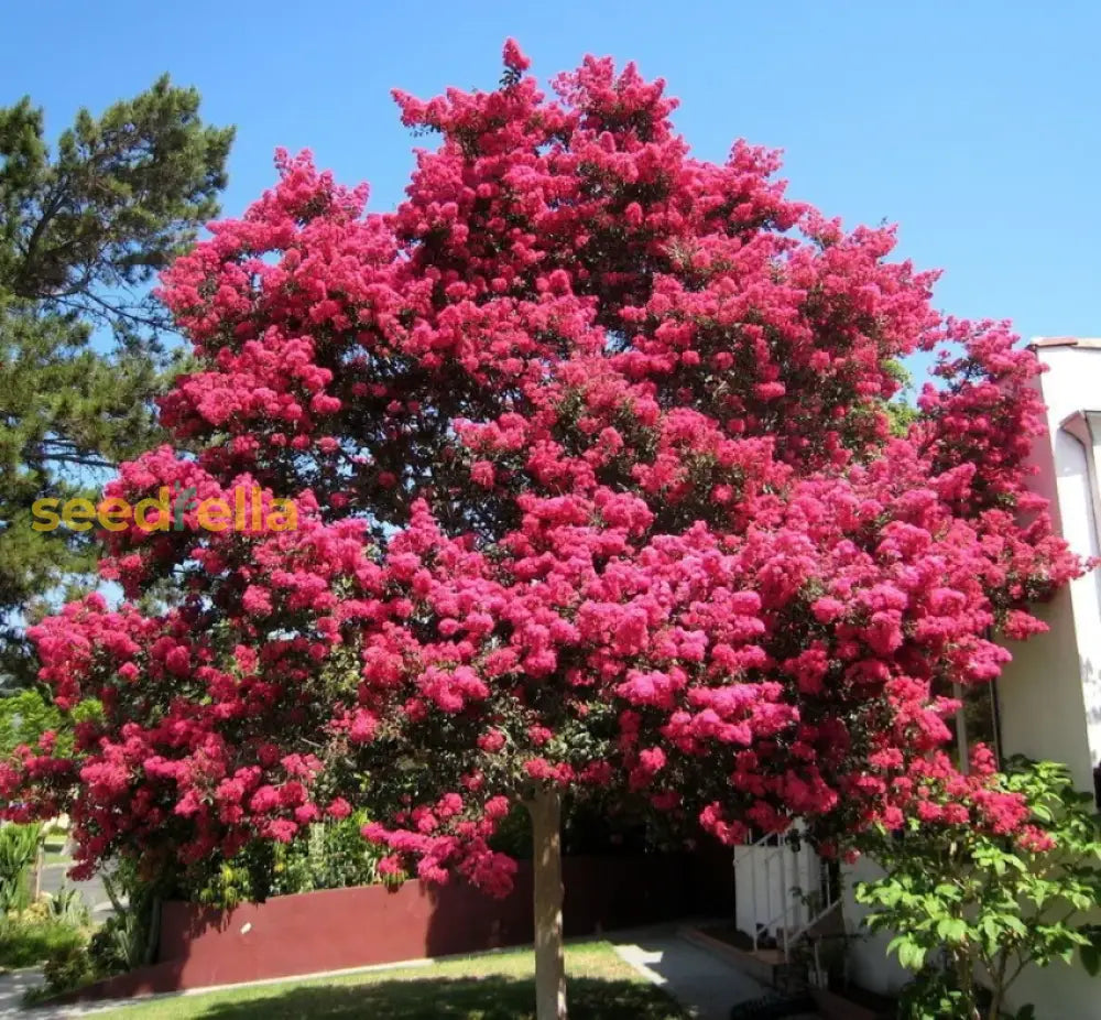 Mixed Crape Myrtle Seeds For Planting Flower