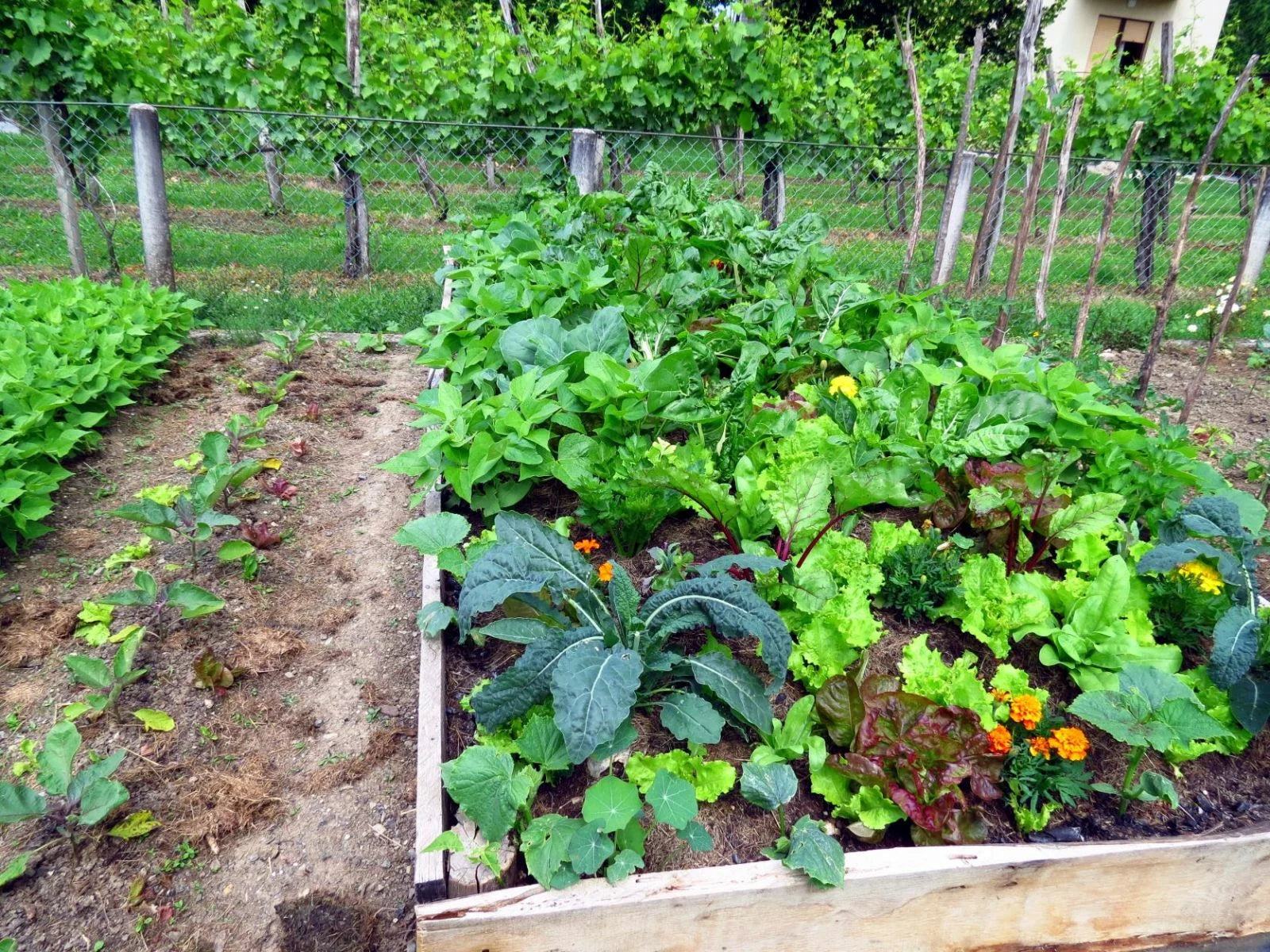 Mixed Hilli Vegetable Planting Seeds for Your Garden