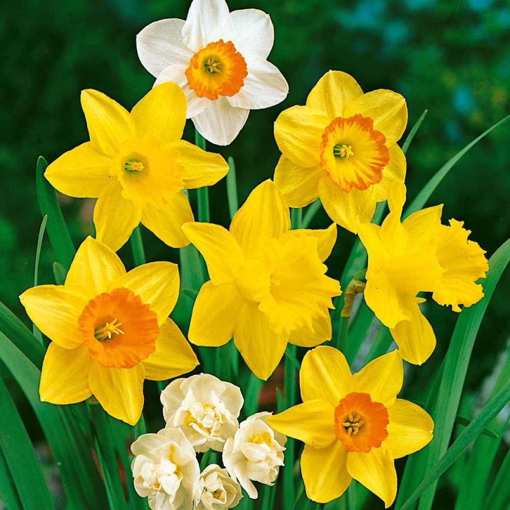 Cream Orange Daffodil Flower seeds for Planting - Shade Tolerant, Heirloom & GMO Free Seeds for Home Garden