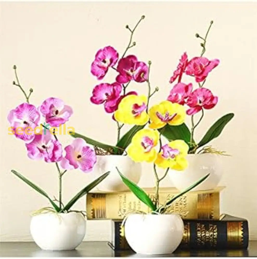 Mixed Doritaenopsis Orchid Seeds For Planting Vibrant Flower Home & Garden Plant Seeds