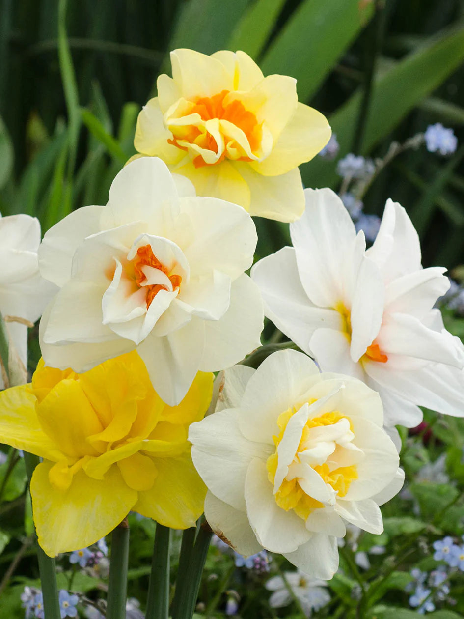 Mixed Double Petals Narcissus Daffodil Flower Seeds for Planting Easy to Grow Heirloom & GMO Free Seeds for Home Garden
Sale