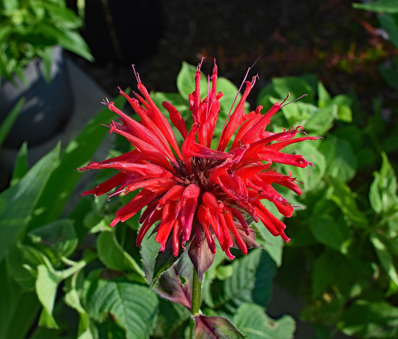 Buy Mixed Flower Planting Seeds Online – Vibrant Garden Flowers