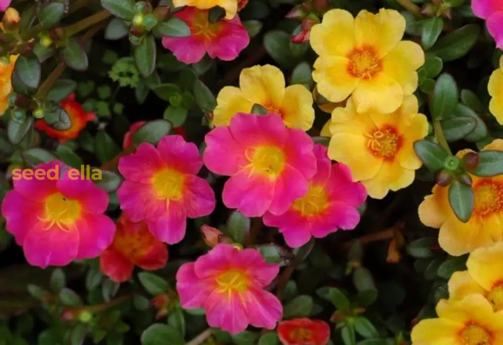 Mixed Helianthemum Mutabile Flower Planting Seeds Bright & Colorful Annuals For Your Garden