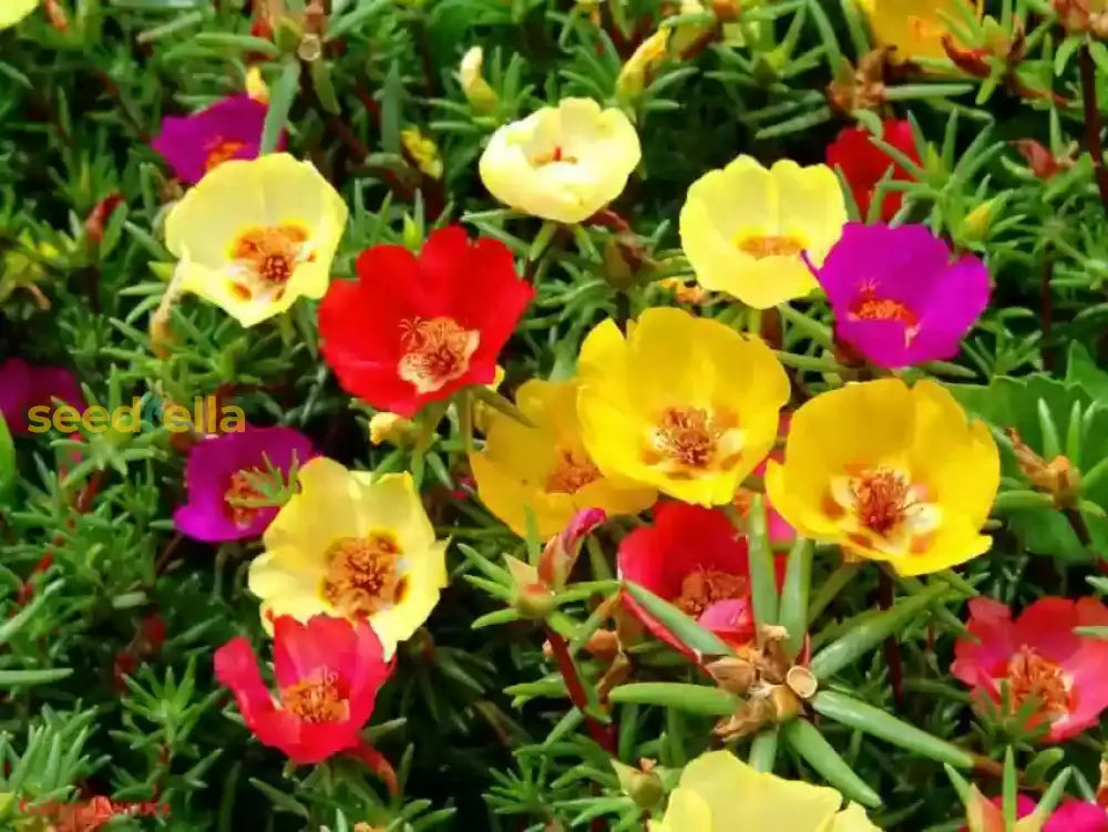 Mixed Helianthemum Mutabile Flower Planting Seeds Bright & Colorful Annuals For Your Garden