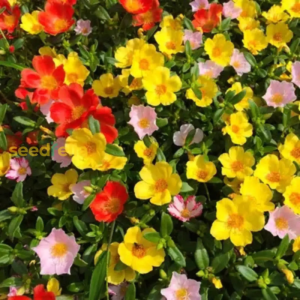 Mixed Helianthemum Mutabile Flower Planting Seeds Bright & Colorful Annuals For Your Garden