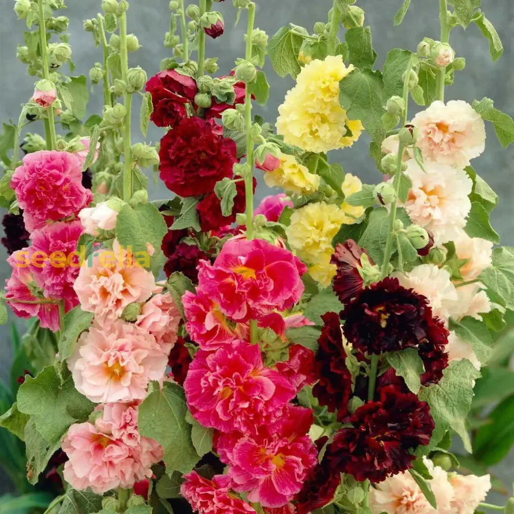 Mixed Hollyhock Flower Seeds For Planting - Colorful Biennial Blooms Your Garden