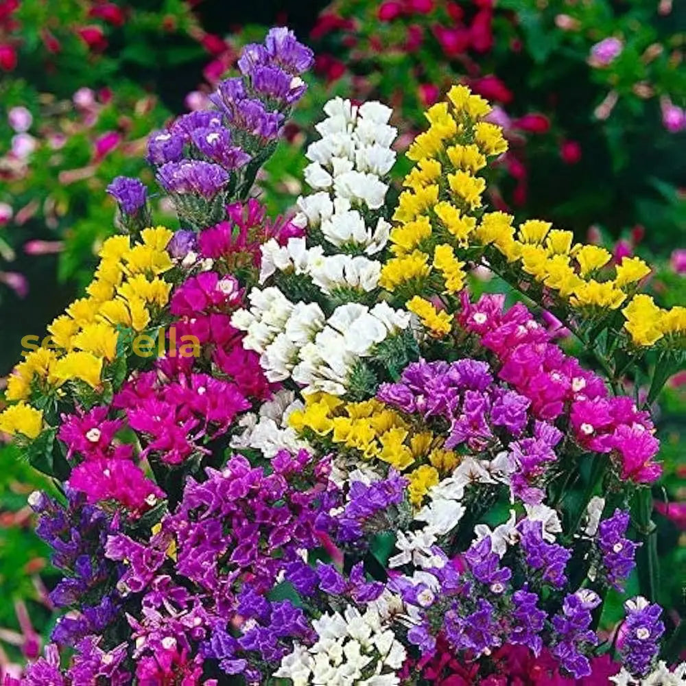 Mixed Limonium Seeds For Planting Colorful Annual Flowers Flower