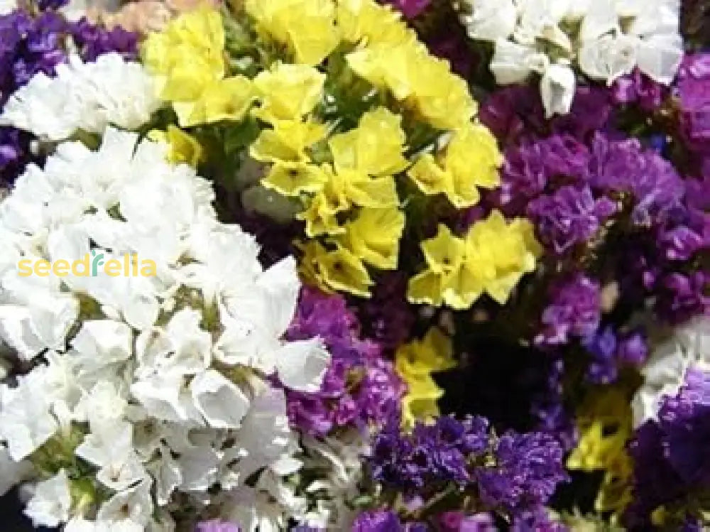 Mixed Limonium Seeds For Planting Colorful Annual Flowers Flower