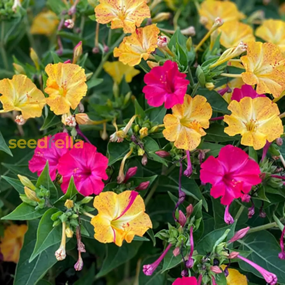 Mixed Mirabilis Jalapa Flower Seeds For Planting Fragrant Annual Blooms Your Garden.