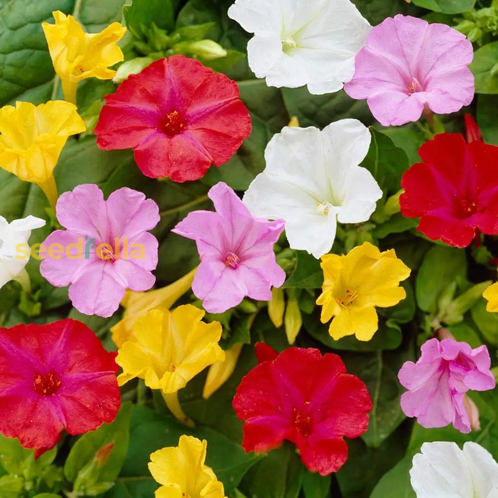 Mixed Mirabilis Jalapa Flower Seeds For Planting Fragrant Annual Blooms Your Garden.