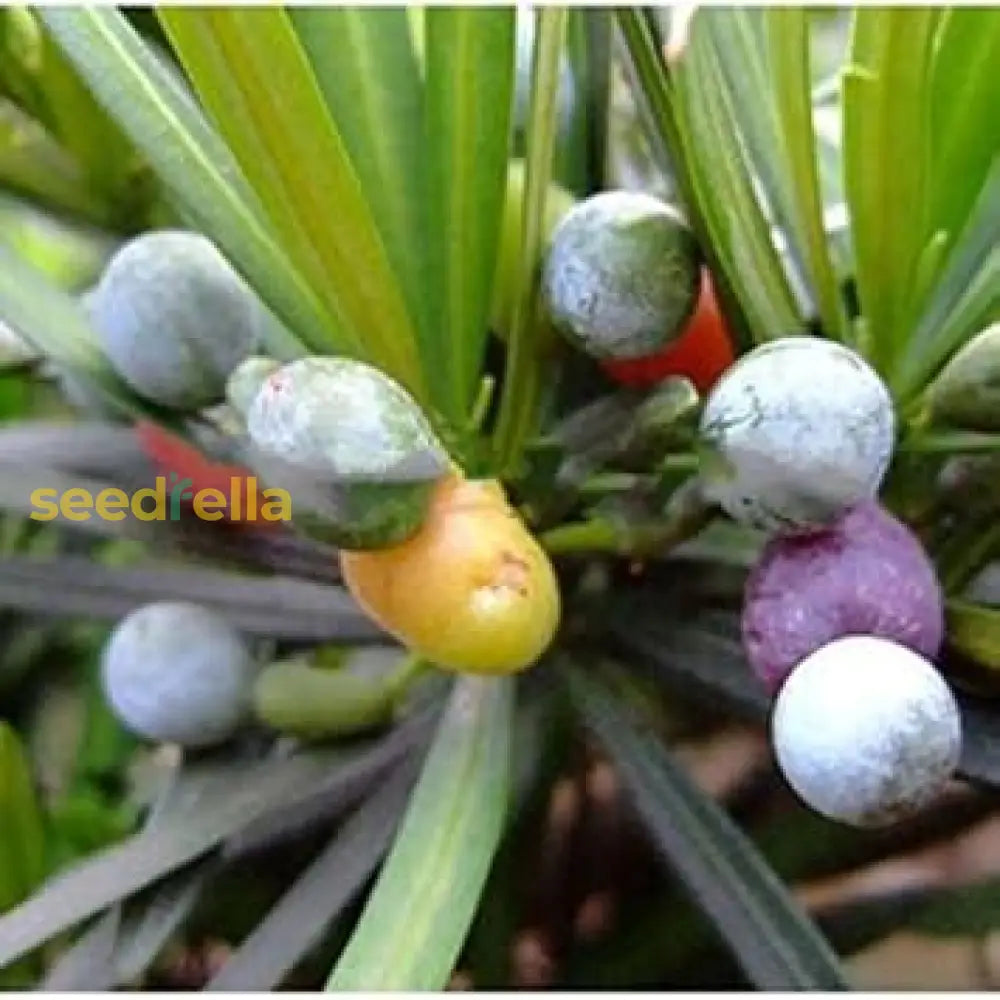 Mixed Podocarpus Seeds For Planting Year-Round Evergreen Growth Plant Seeds