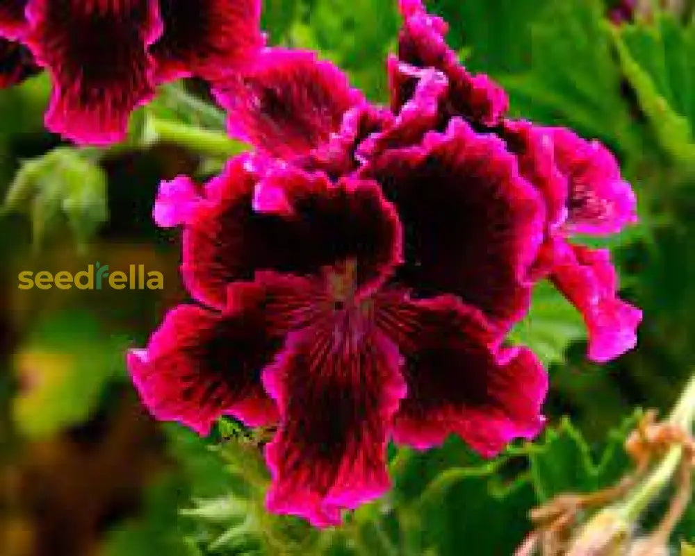 Mixed Variegated Geranium Seeds For Planting Plant Seeds
