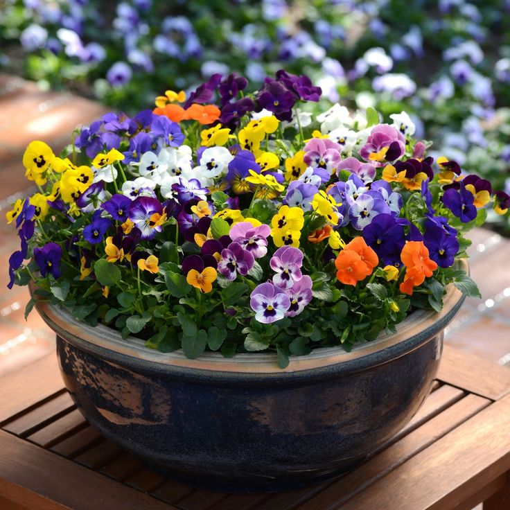 Mixed viola flowers growing in garden beds