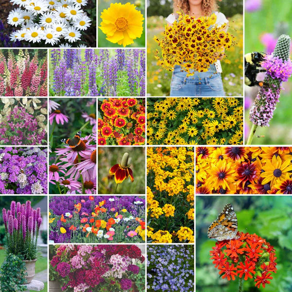 Perennial Flower seeds for Planting Cottage Garden Essential Heirloom & GMO Free Seeds for Home Garden