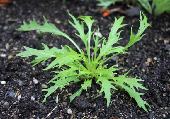 Mizuna "Baby Leaf" Seeds for Planting