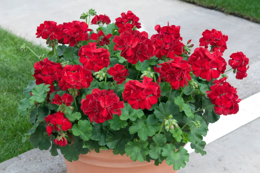 Dark Red Pelargonium Flower seeds for Planting - Garden Favorite, Heirloom & GMO Free Seeds for Home Garden