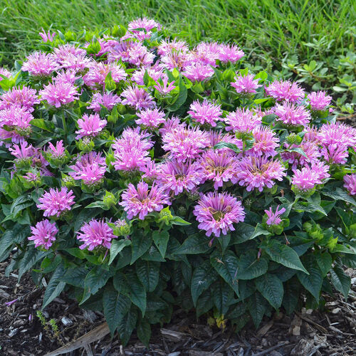 Lavender Monarda Flower seeds for Planting - Wildflower Mix, Heirloom & GMO Free Seeds for Home Garden