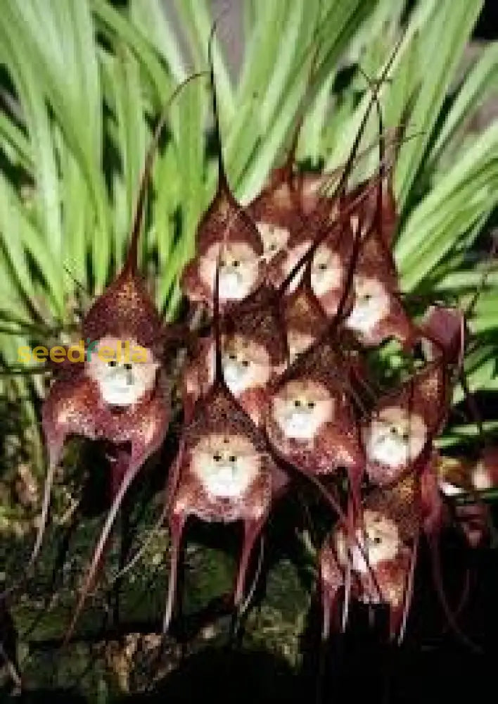 Monkey Face Orchid Flower Planting Seeds Unique & Exotic Blooms For Your Garden