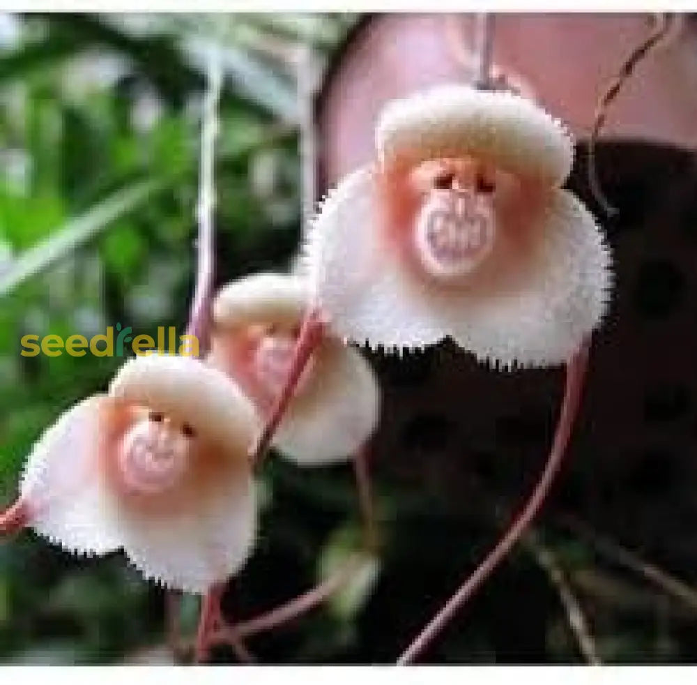Monkey Face Orchid Flower Planting Seeds Unique & Exotic Blooms For Your Garden