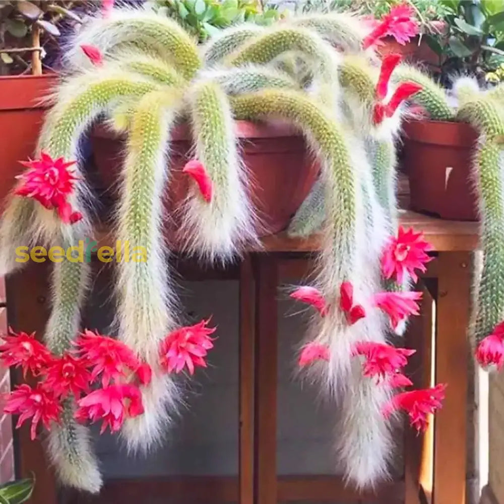 Monkey Tail Cactus Flower Seeds For Planting Unique Cacti Your Garden