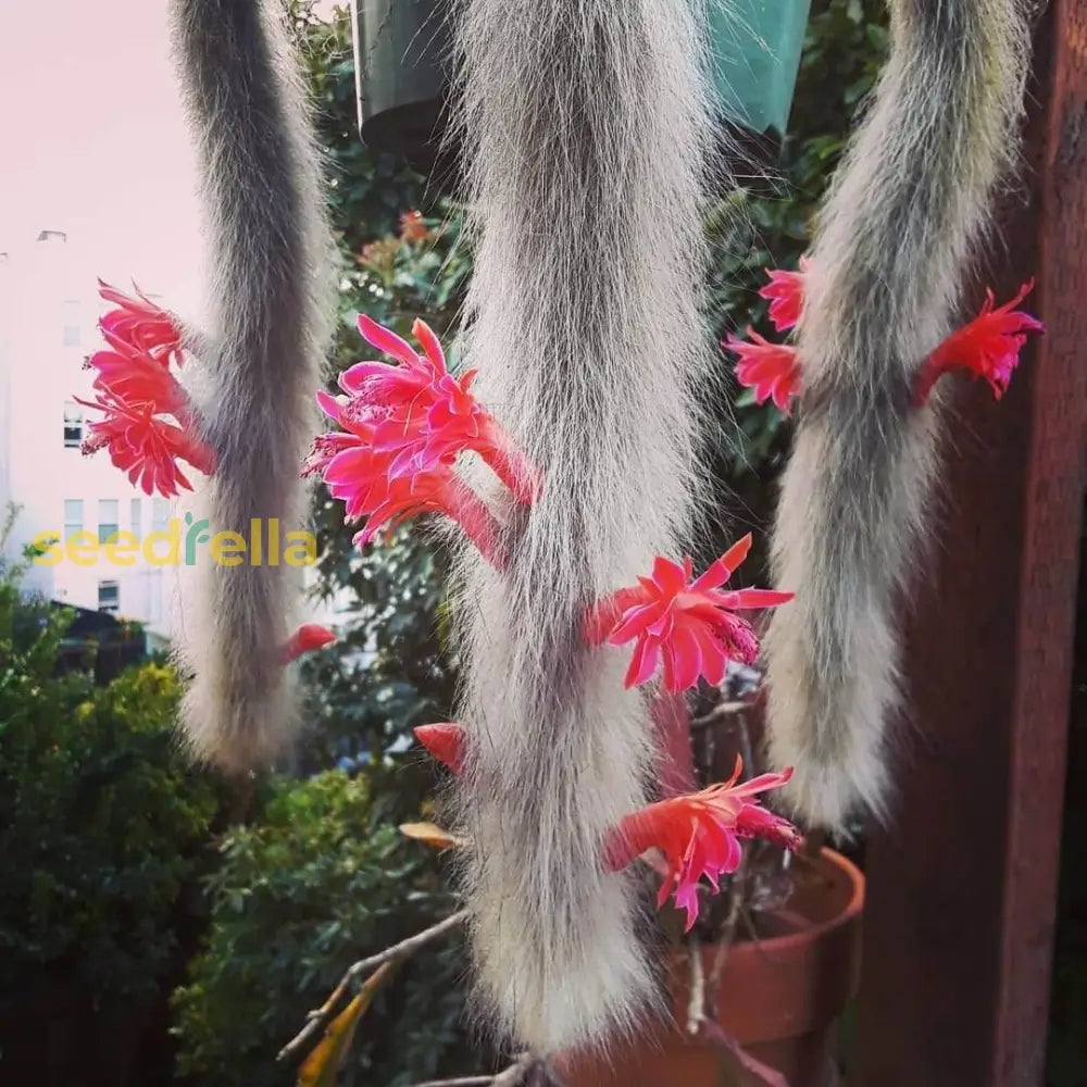 Monkey Tail Cactus Flower Seeds For Planting Unique Cacti Your Garden
