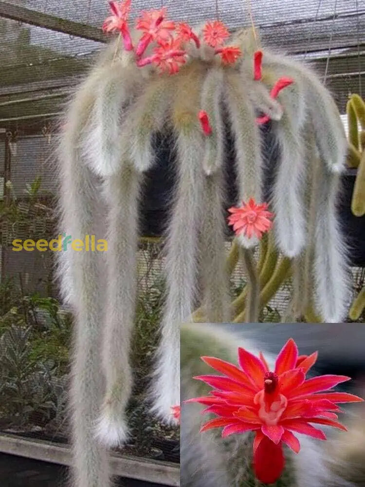 Monkey Tail Cactus Flower Seeds For Planting Unique Cacti Your Garden
