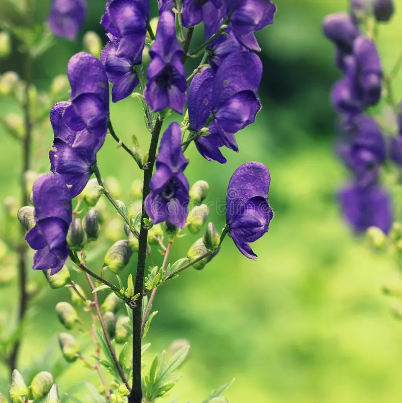 Aconitum Napellus Flower seeds for Planting - Premium Quality, Heirloom & GMO Free Seeds for Home Garden