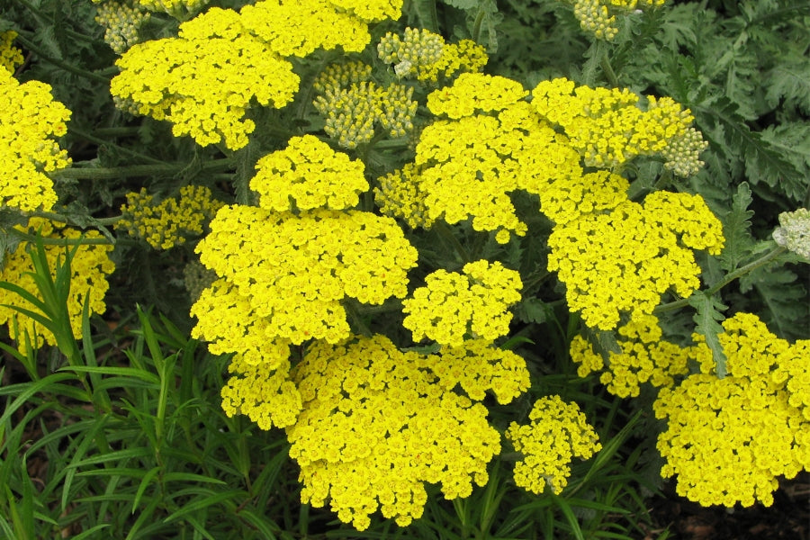 Yellow Yarrow Flower seeds for Planting - Seasonal Bloomer, Heirloom & GMO Free Seeds for Home Garden